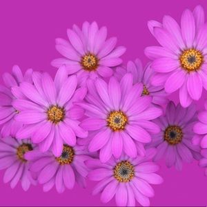 Trade with shaundyas